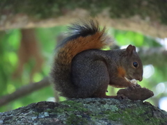 Sciurus granatensis