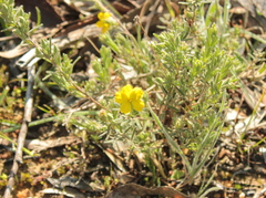 Hibbertia crinita