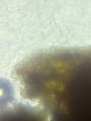 Tricholoma columbetta