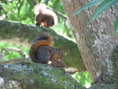 Sciurus granatensis