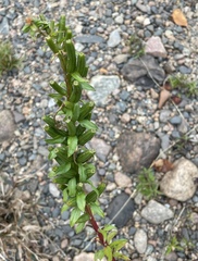 Oenothera parviflora