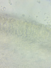 Tricholoma columbetta