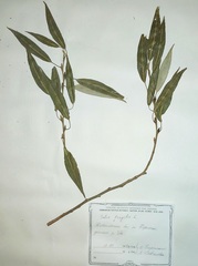 Salix euxina