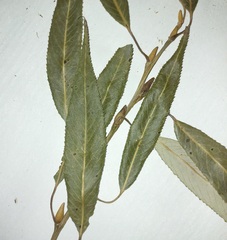 Salix euxina
