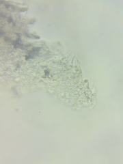 Tricholoma columbetta