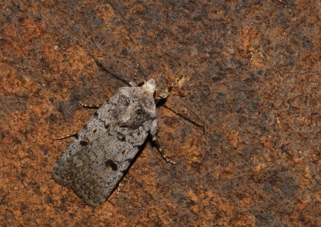 Caradrina rebeli