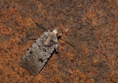 Caradrina rebeli Staudinger, 1901