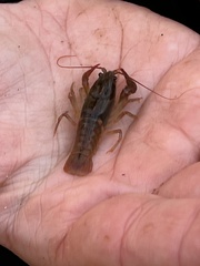 Cambarus howardi