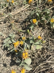 Lantana scabiosiflora
