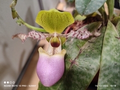 Paphiopedilum