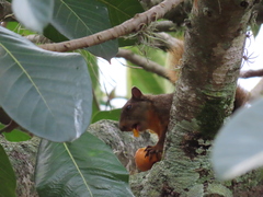 Sciurus granatensis