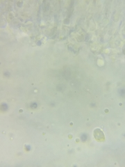 Tricholoma columbetta