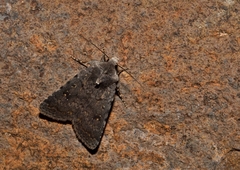 Caradrina rebeli