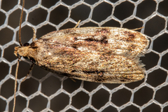 Barea exarcha
