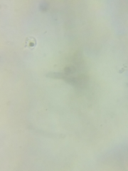 Tricholoma columbetta