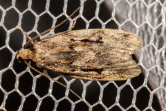 Barea exarcha