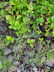 Myosotis sparsiflora