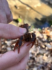 Lacunicambarus acanthura