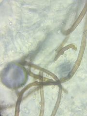 Tricholoma columbetta