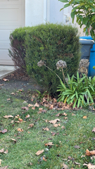 Agapanthus praecox