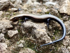 Chalcides coeruleopunctatus