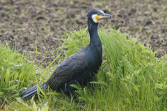 Phalacrocorax carbo
