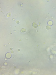 Tricholoma columbetta