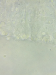 Tricholoma columbetta