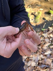 Lacunicambarus acanthura