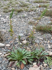 Oenothera parviflora