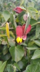 Callianthe megapotamica