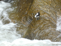 Cinclus leucocephalus