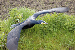 Phalacrocorax carbo