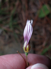 Sisyrinchium