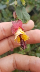 Callianthe megapotamica
