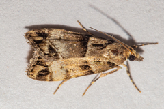 Eudonia periphanes