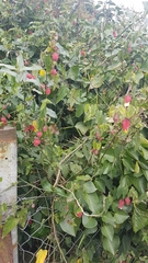 Callianthe megapotamica