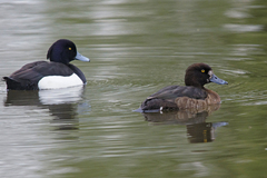 Aythya fuligula