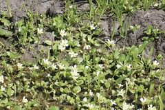 Bacopa eisenii