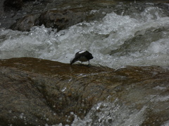 Cinclus leucocephalus