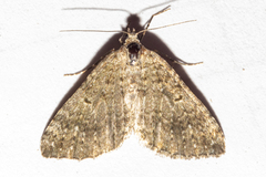 Helastia corcularia
