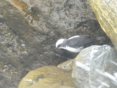 Cinclus leucocephalus