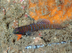 Corcyrogobius liechtensteini