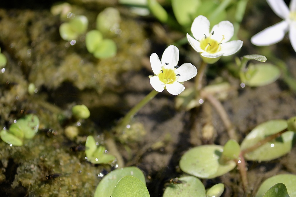 Gila River Water Hyssop