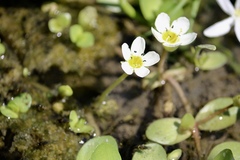 Bacopa eisenii