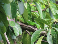 Iguana iguana