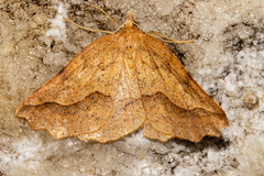 Ischalis variabilis