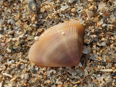 Tellinoidea