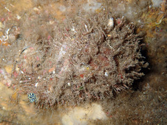 Monoplex parthenopeus