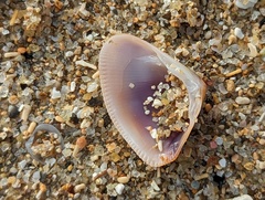 Tellinoidea